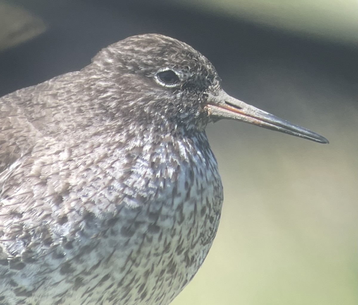 Common Redshank - ML584785411