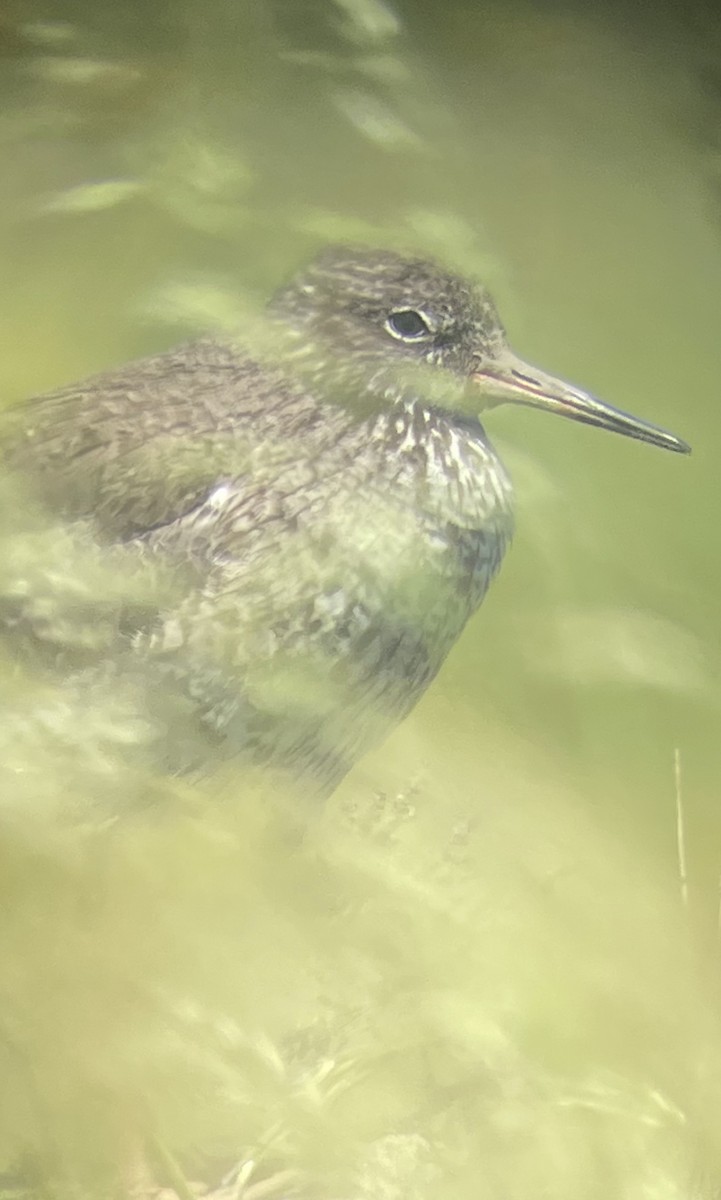 Common Redshank - ML584785421