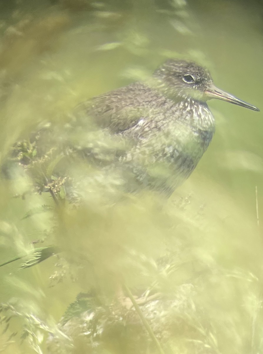 Common Redshank - Stephen Dunstan