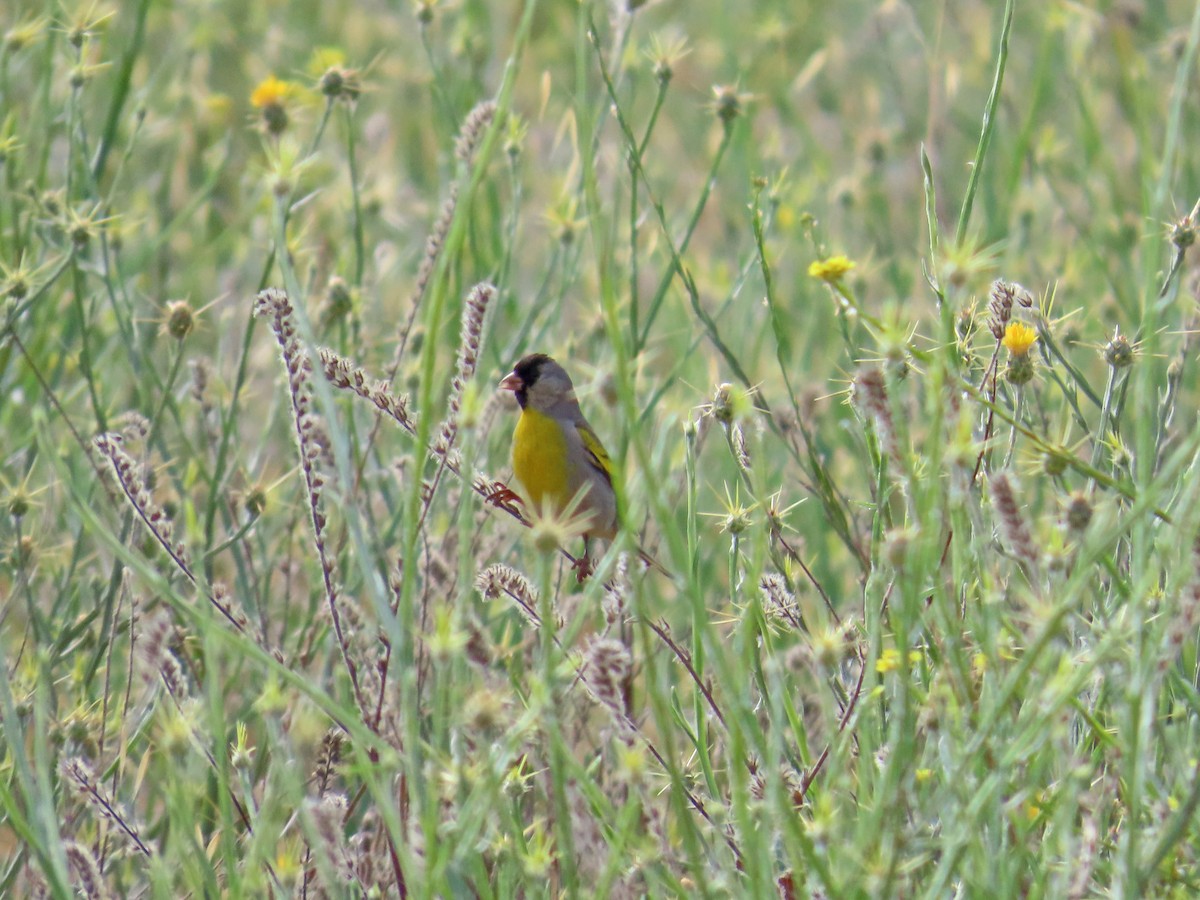 Lawrence's Goldfinch - ML584785491