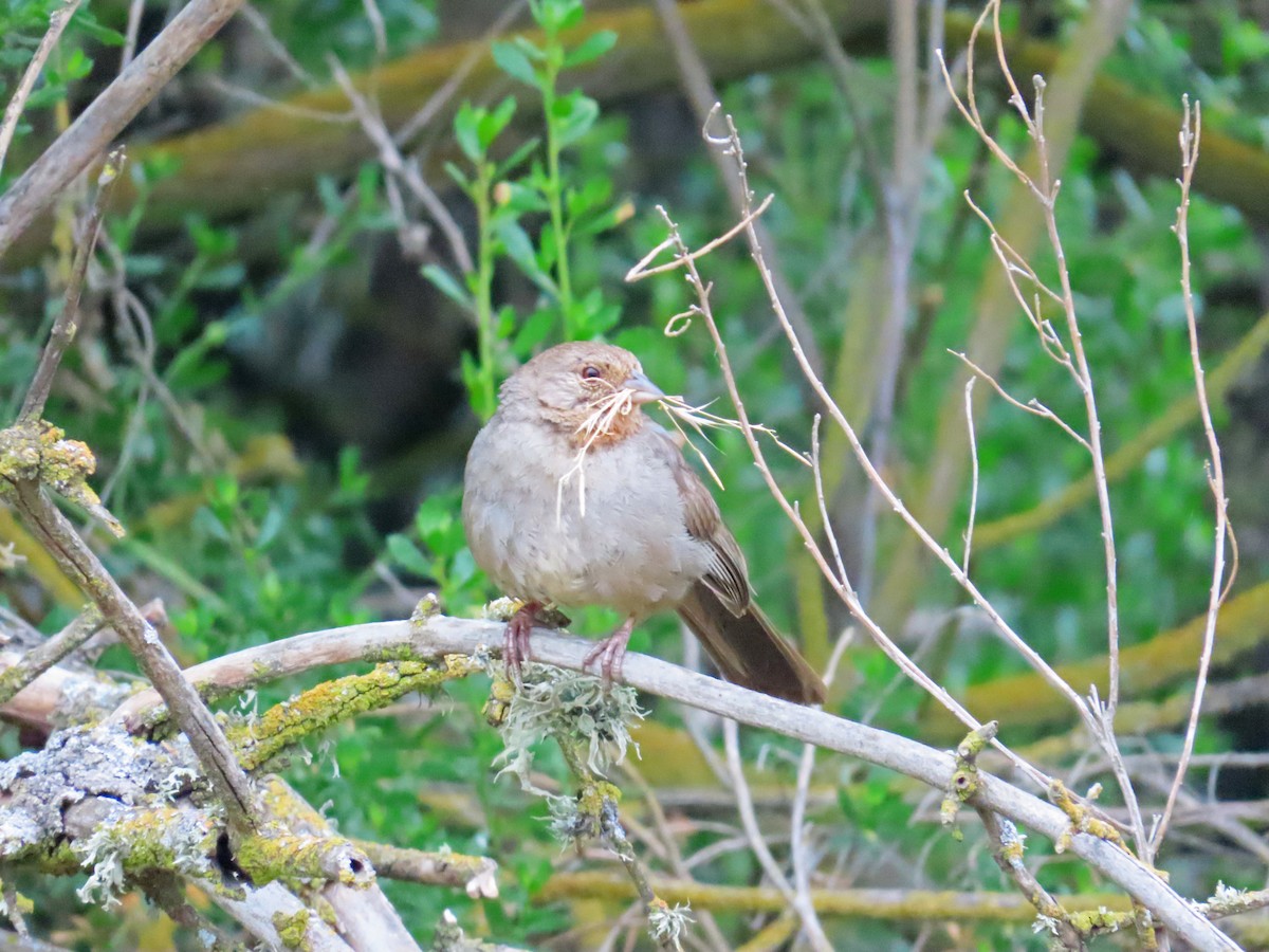 California Towhee - Tom Edell