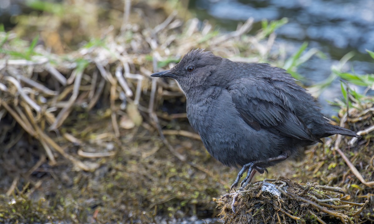 American Dipper - ML584787341