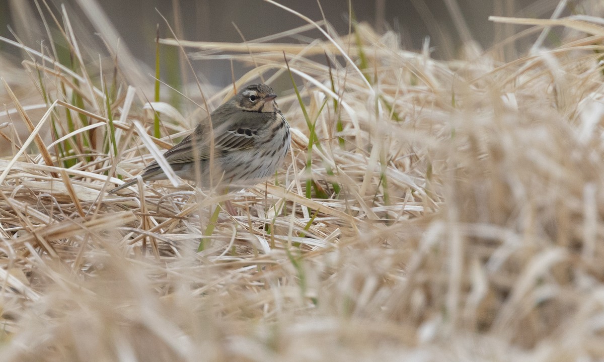 Pipit à dos olive - ML584787471