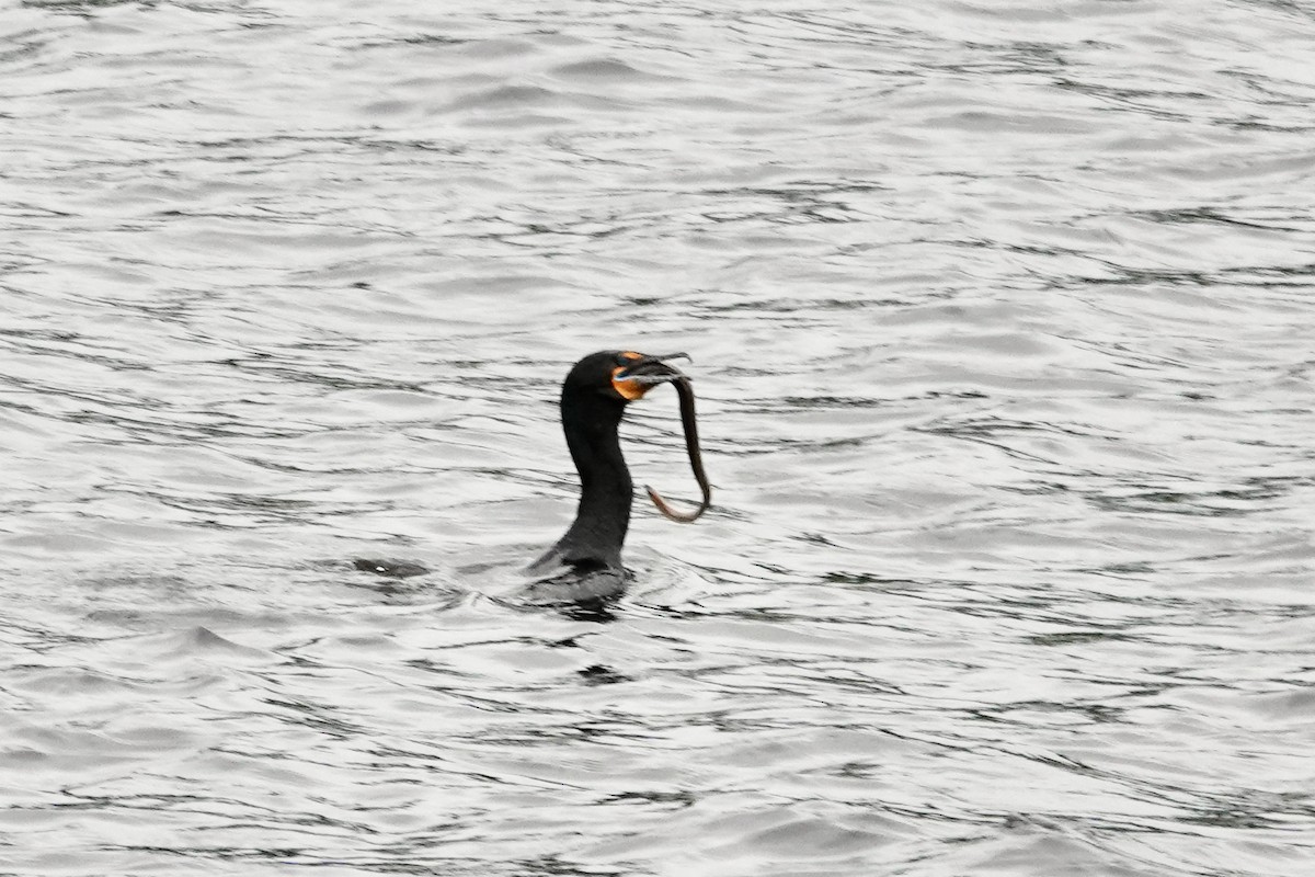 Double-crested Cormorant - Yves E. Gauthier