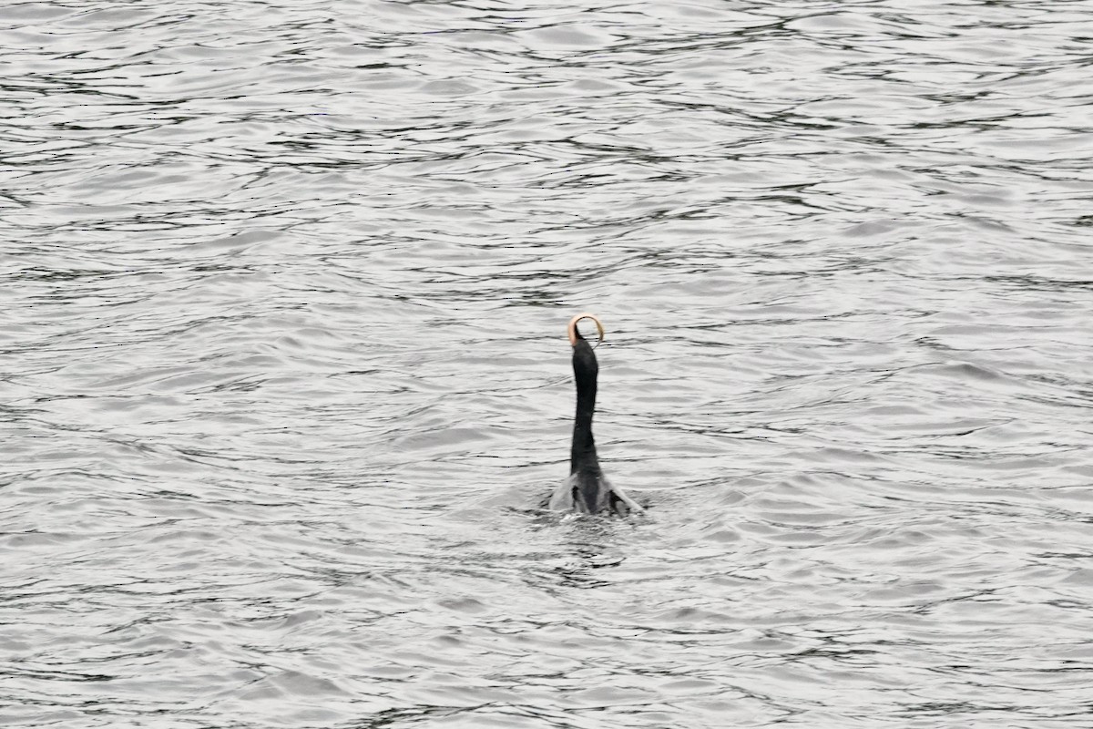 Double-crested Cormorant - Yves E. Gauthier