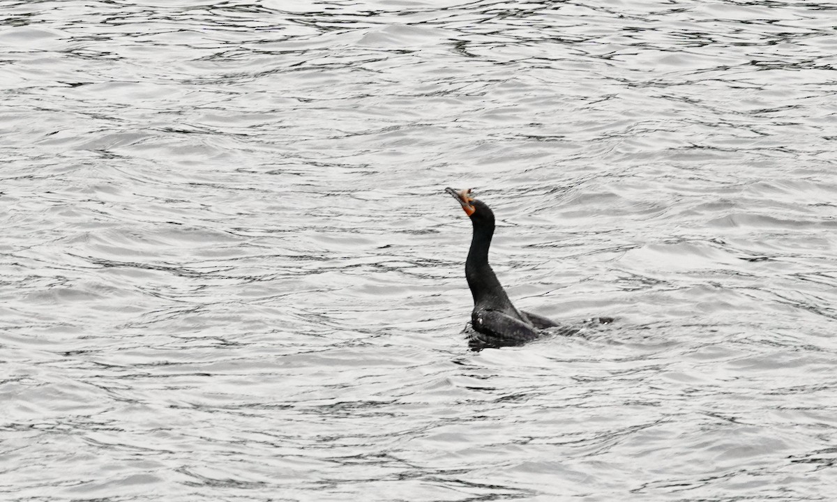 Double-crested Cormorant - Yves E. Gauthier