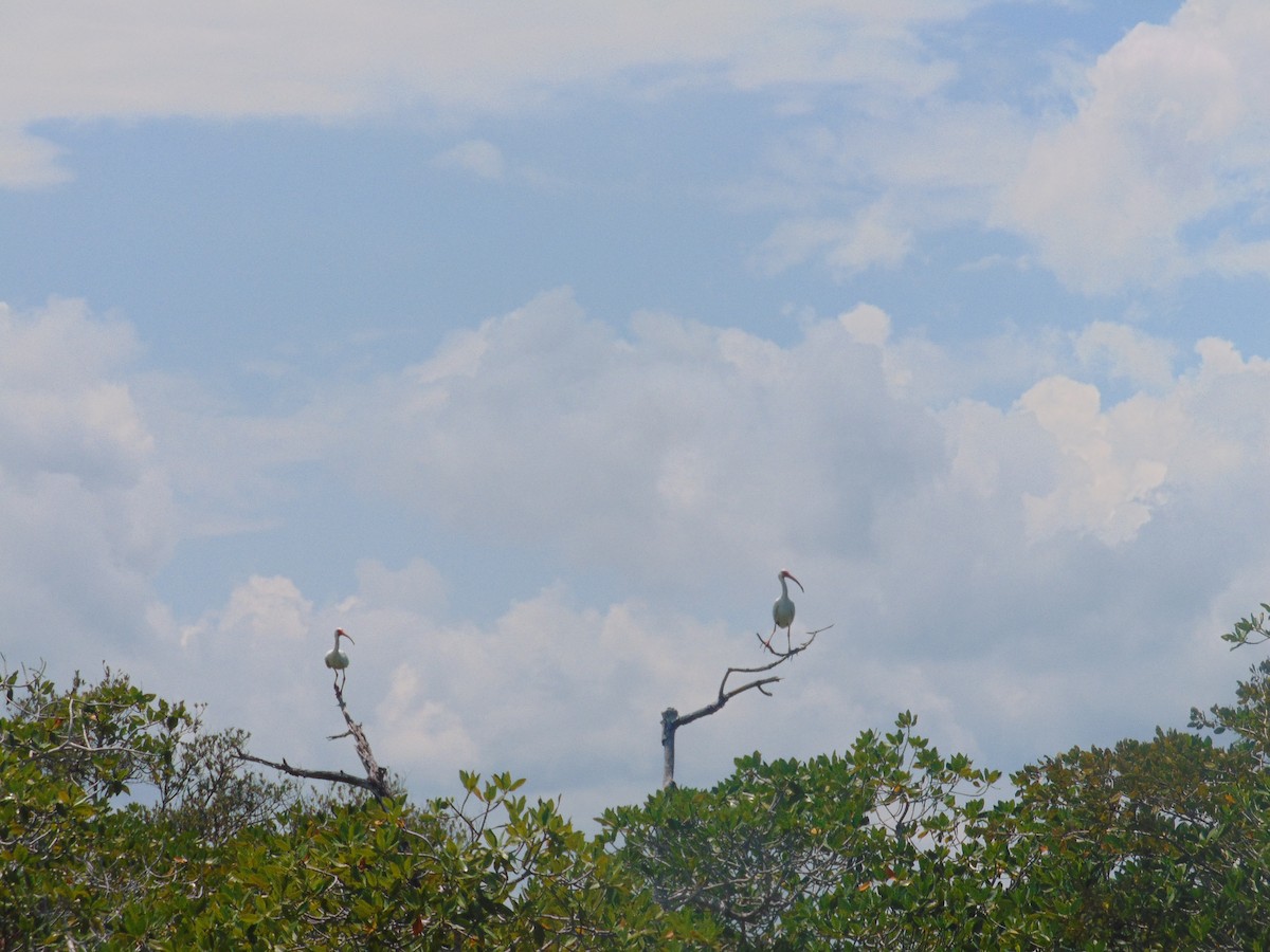 White Ibis - ML584789511