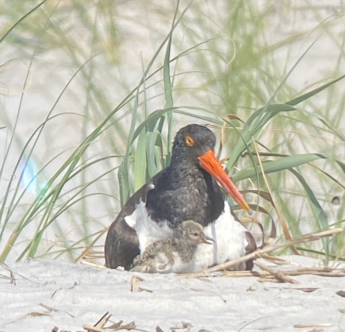 American Oystercatcher - ML584790311
