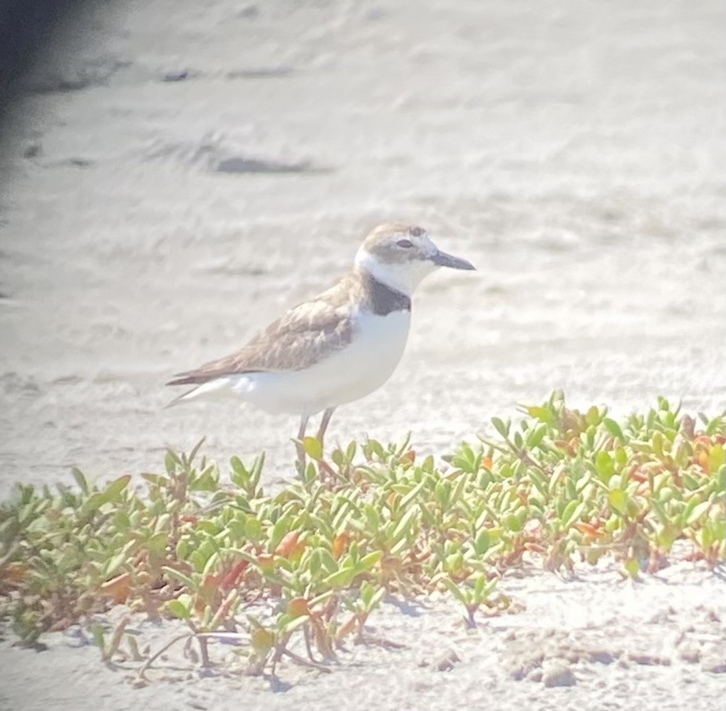 Wilson's Plover - ML584790561