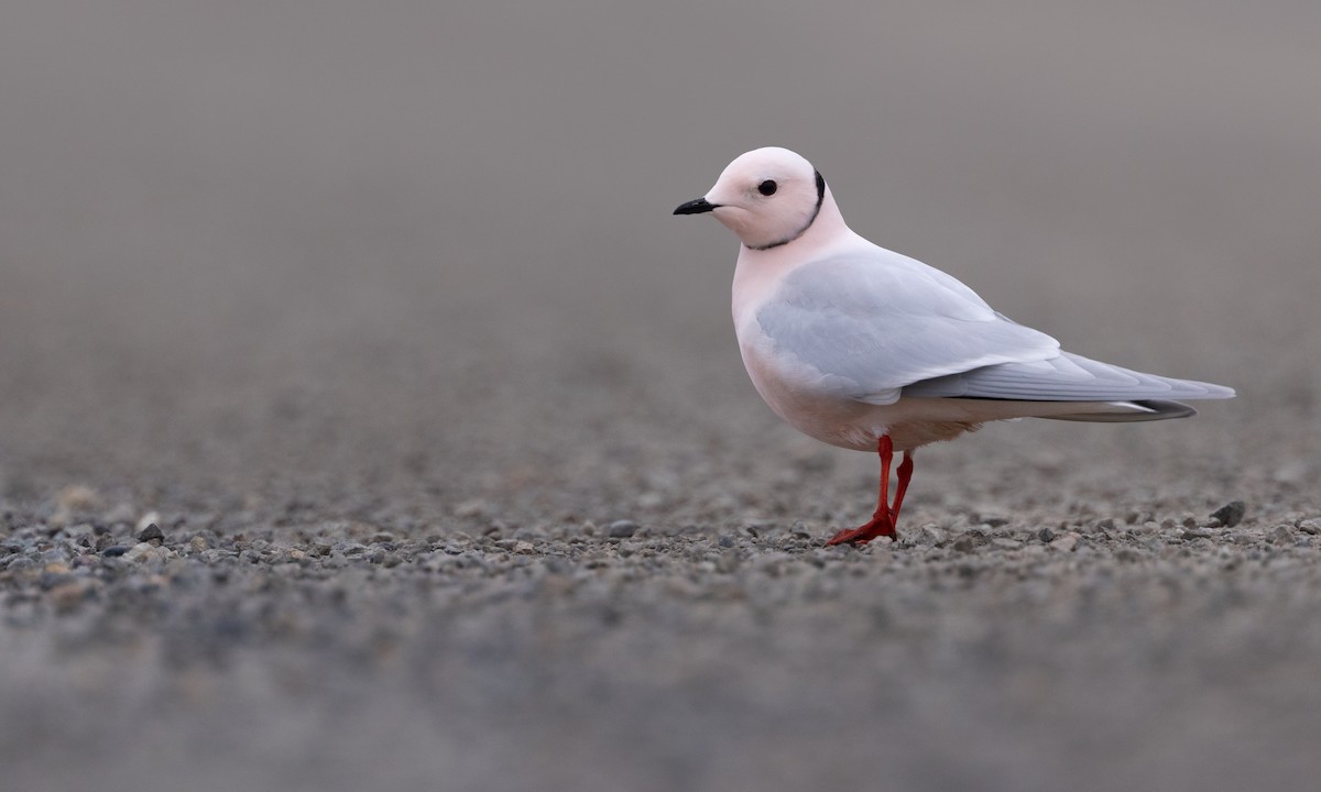 Ross's Gull - Zak Pohlen
