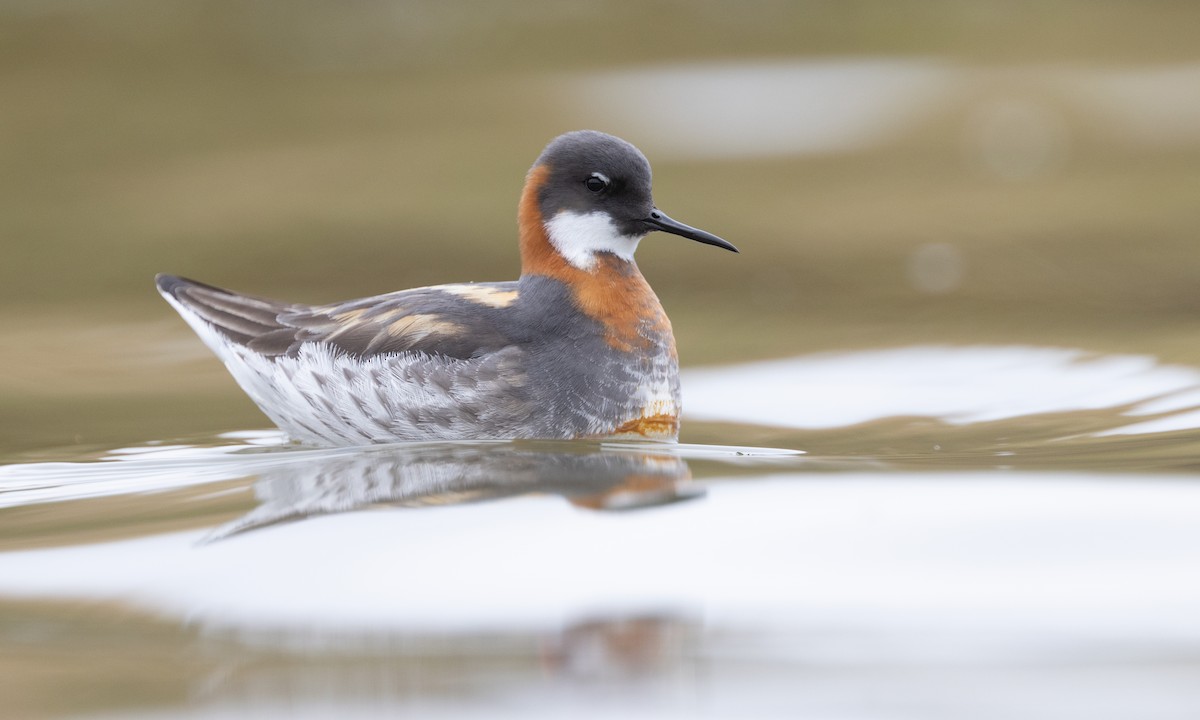 Red-necked Phalarope - ML584790901