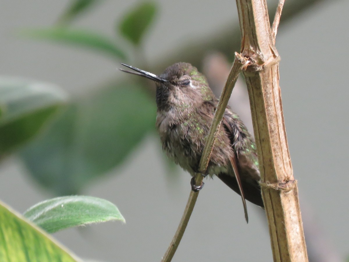 Anna's Hummingbird - ML584790981