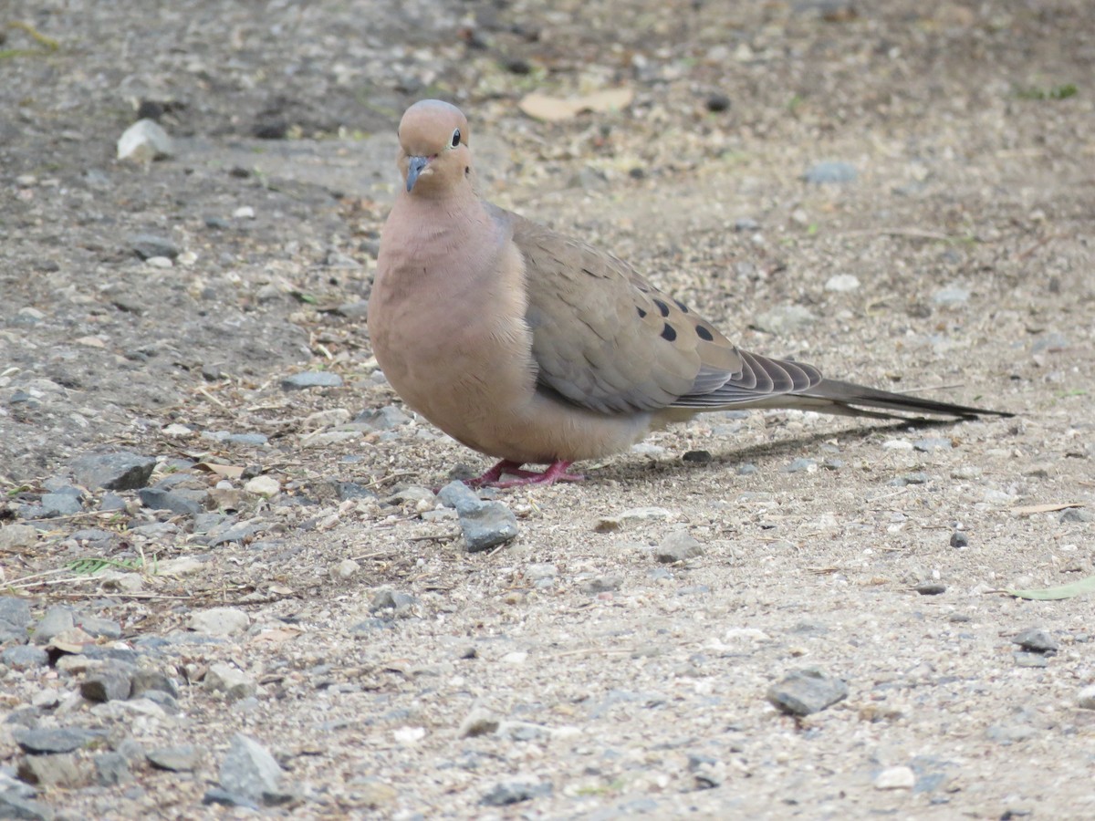 Mourning Dove - ML584791411