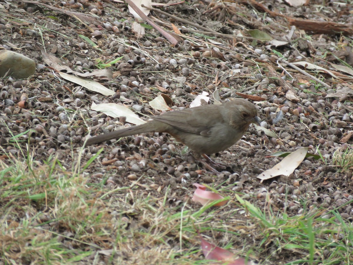 California Towhee - ML584791521