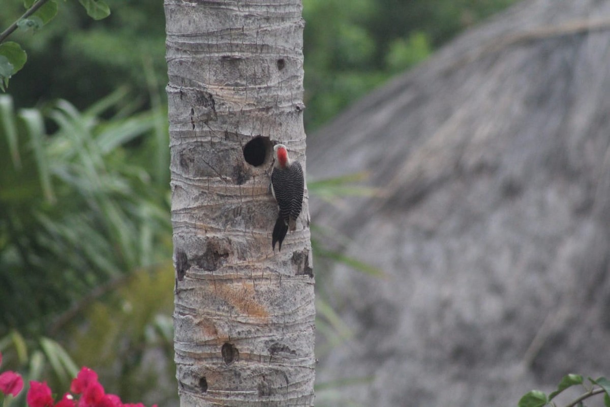 Golden-fronted Woodpecker - ML584791531