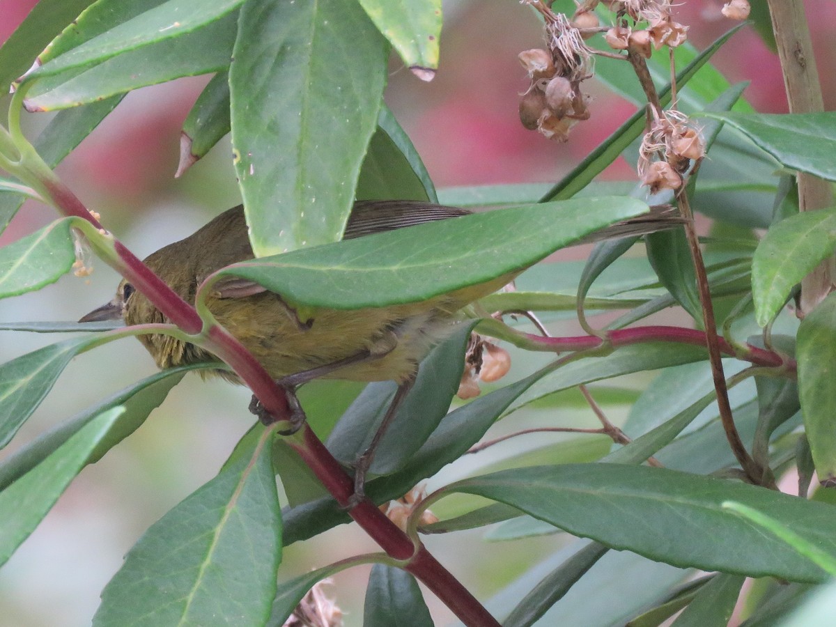 Orange-crowned Warbler - ML584791571