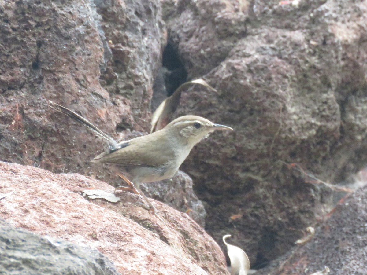 Bewick's Wren - ML584791621