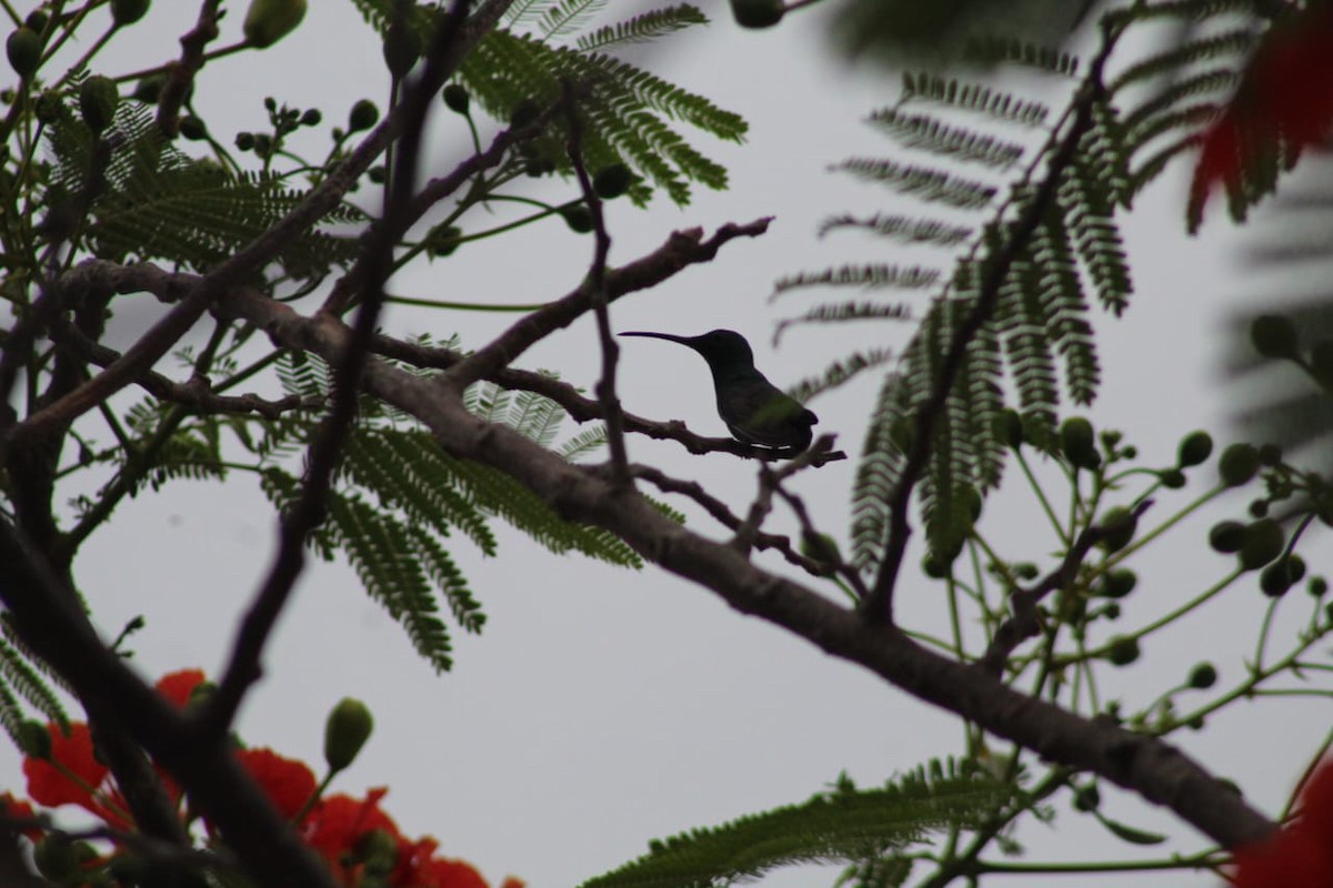 Green-breasted Mango - ML584791631