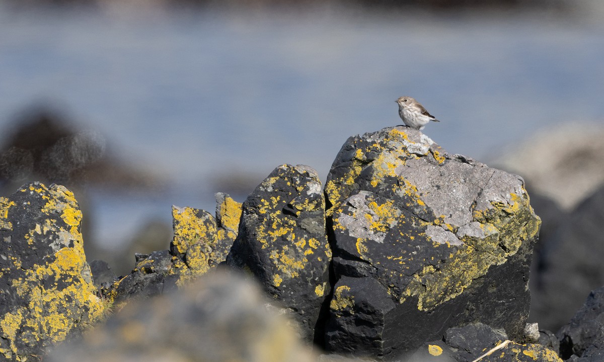 Gray-streaked Flycatcher - Zak Pohlen