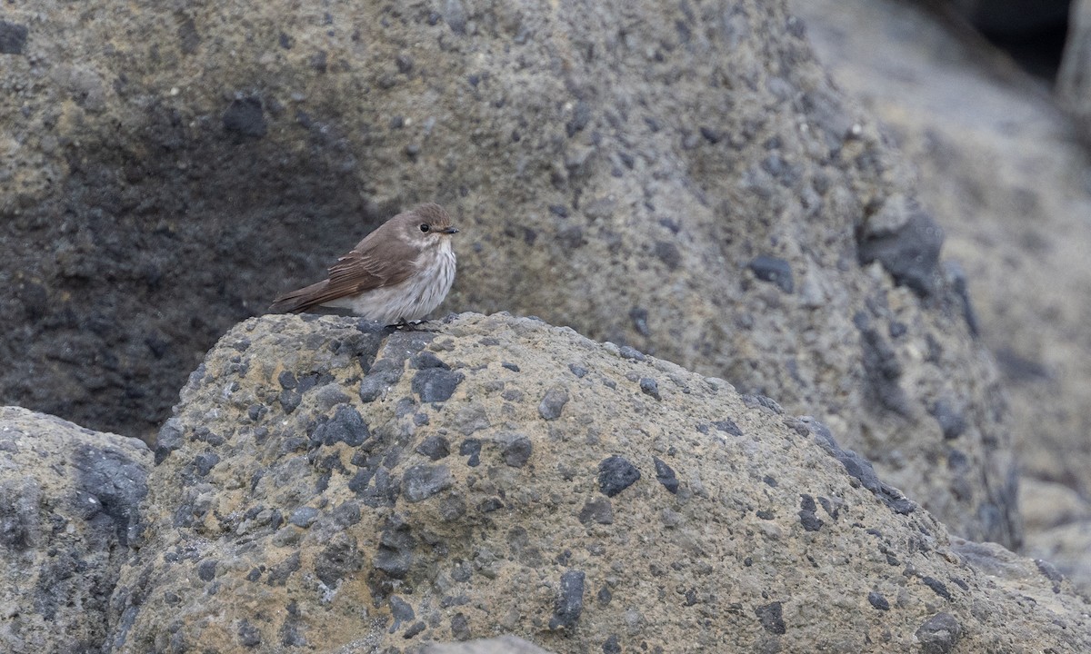 Gray-streaked Flycatcher - Zak Pohlen