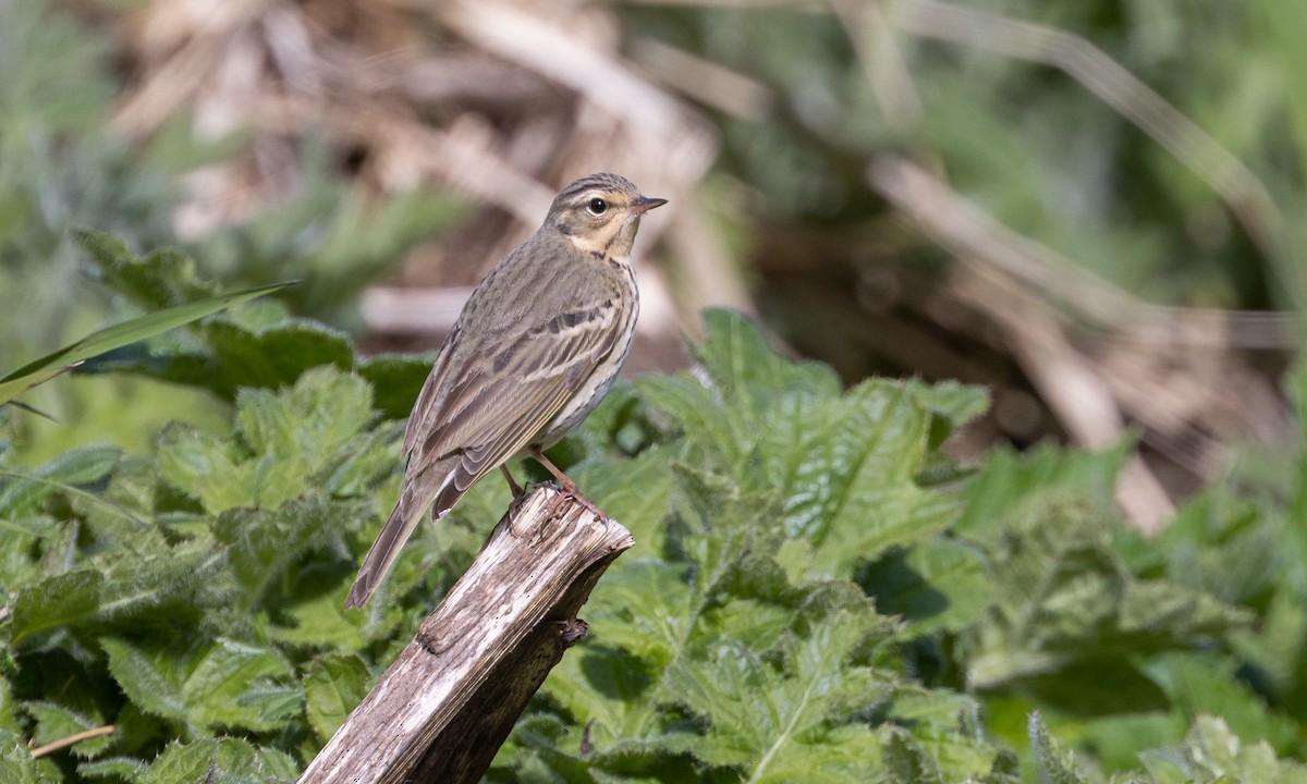 Olive-backed Pipit - ML584792091