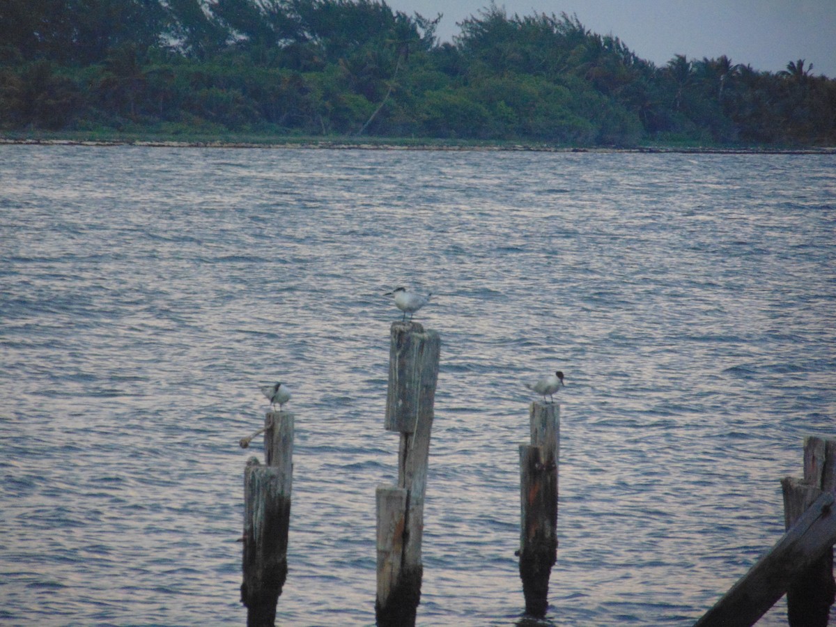 白嘴端燕鷗 - ML584792281