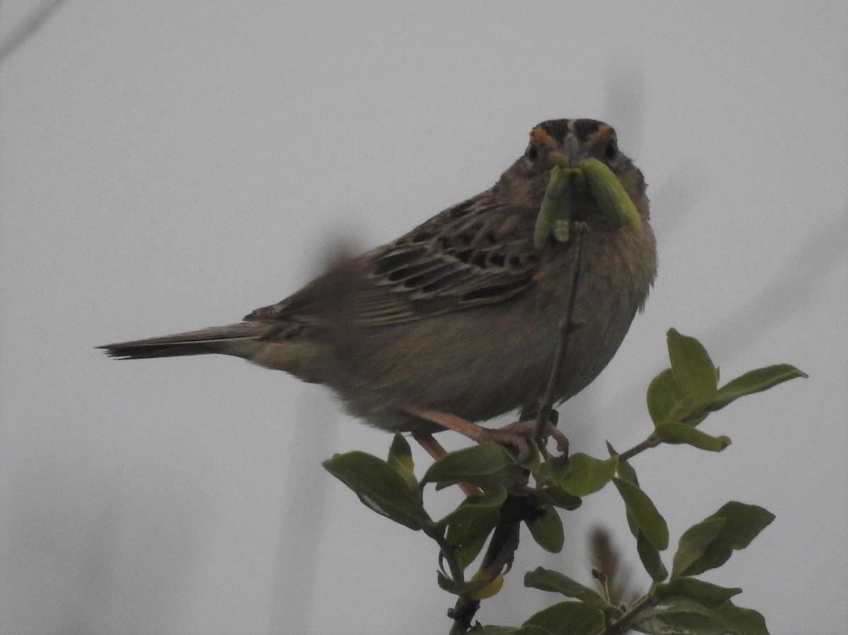 Grasshopper Sparrow - Fred Shaffer