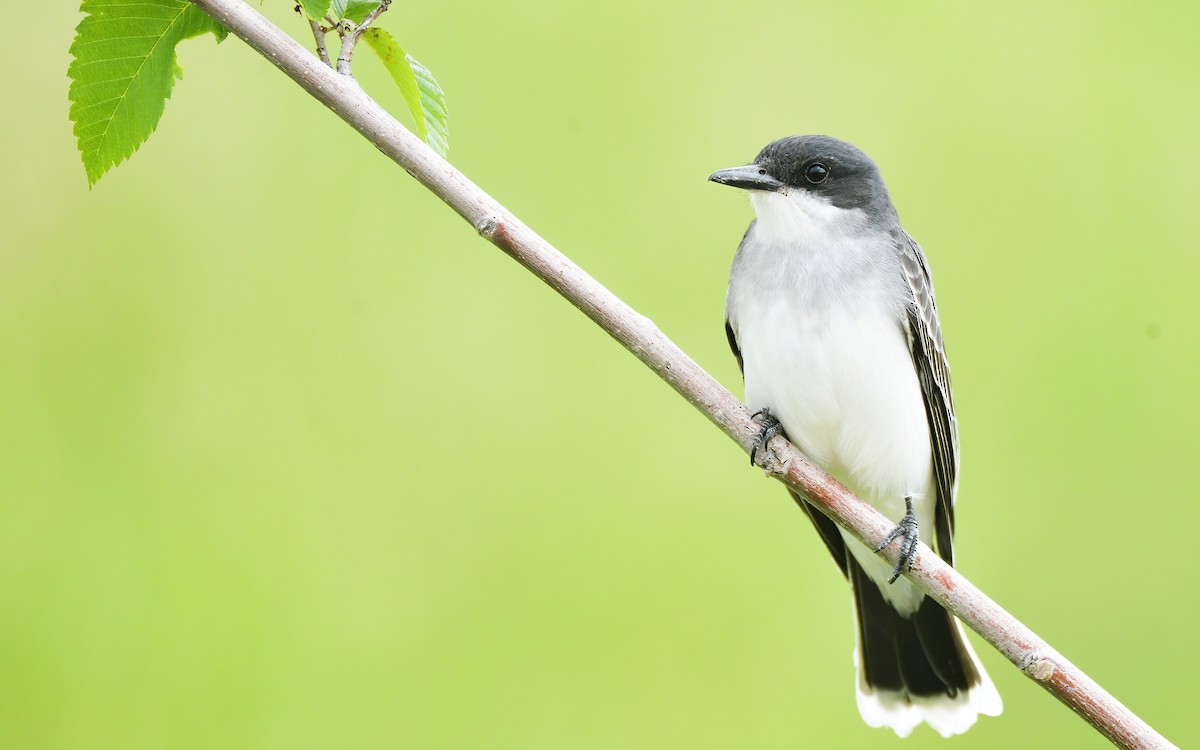 Eastern Kingbird - ML584793421