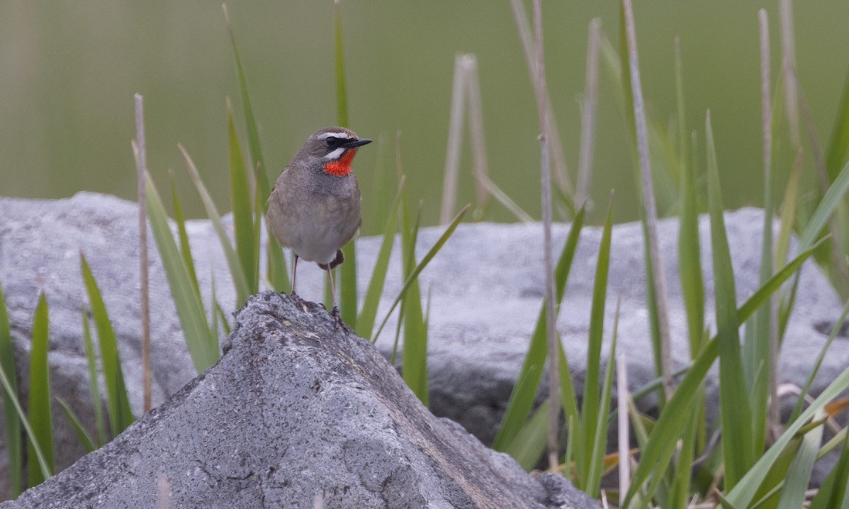 Siberian Rubythroat - ML584793731