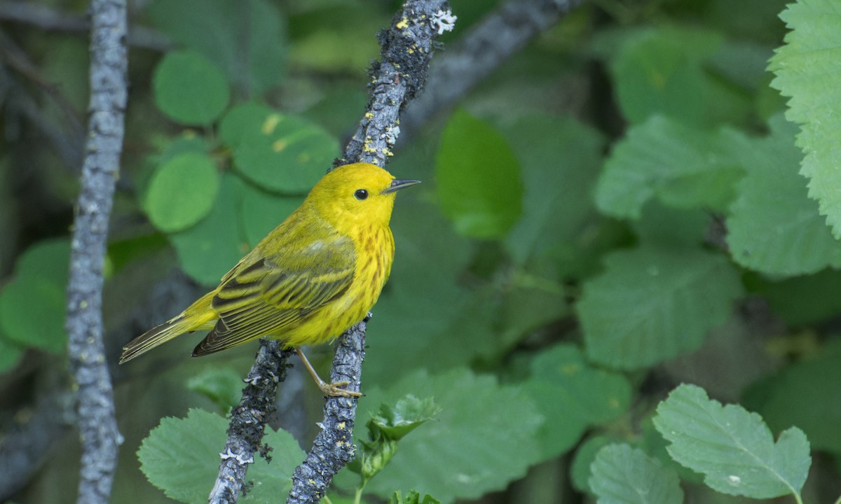 Yellow Warbler - ML584793781