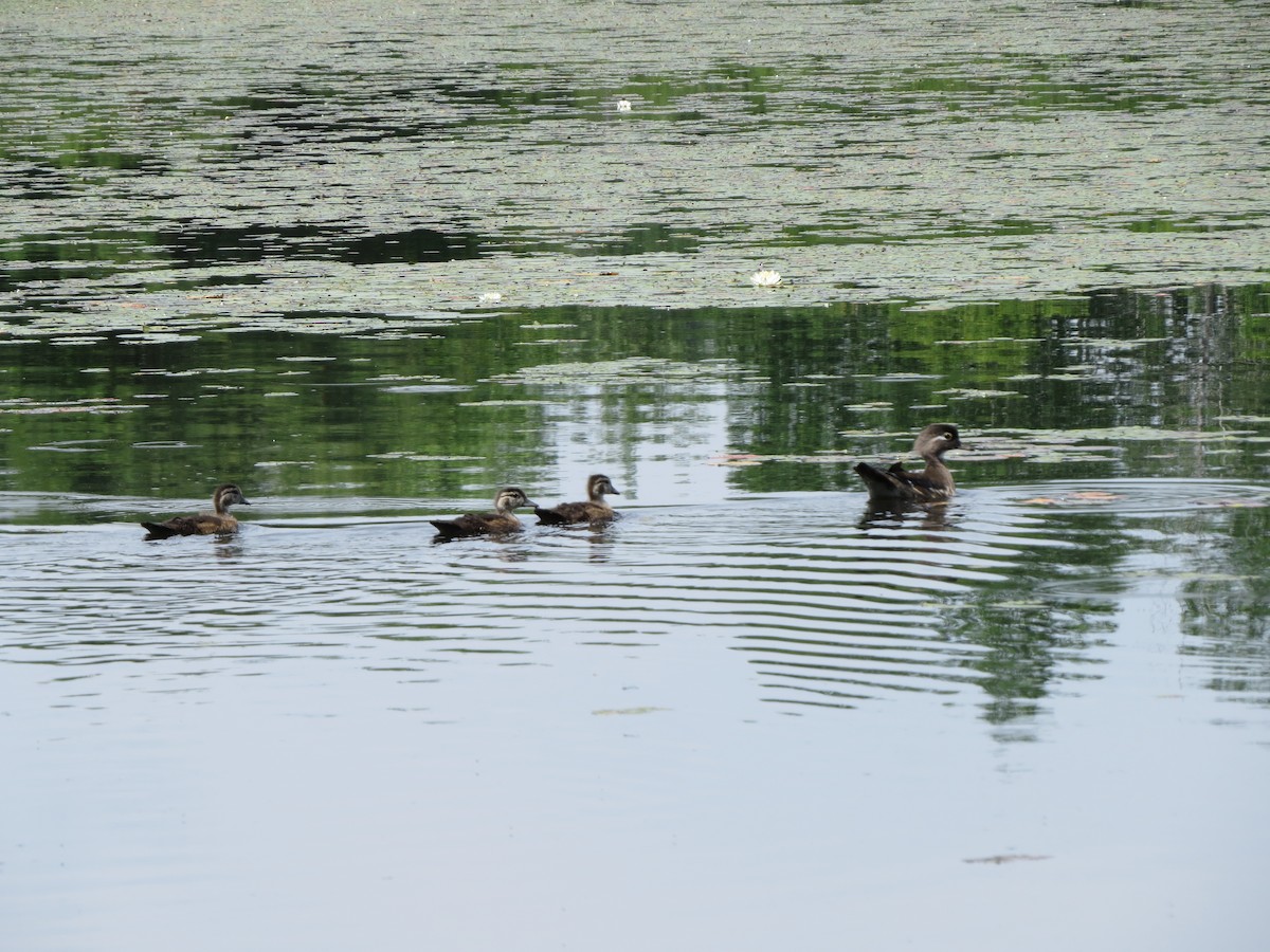 eBird Checklist - 14 Jun 2023 - Pickering Ponds, Rochester - 34 species