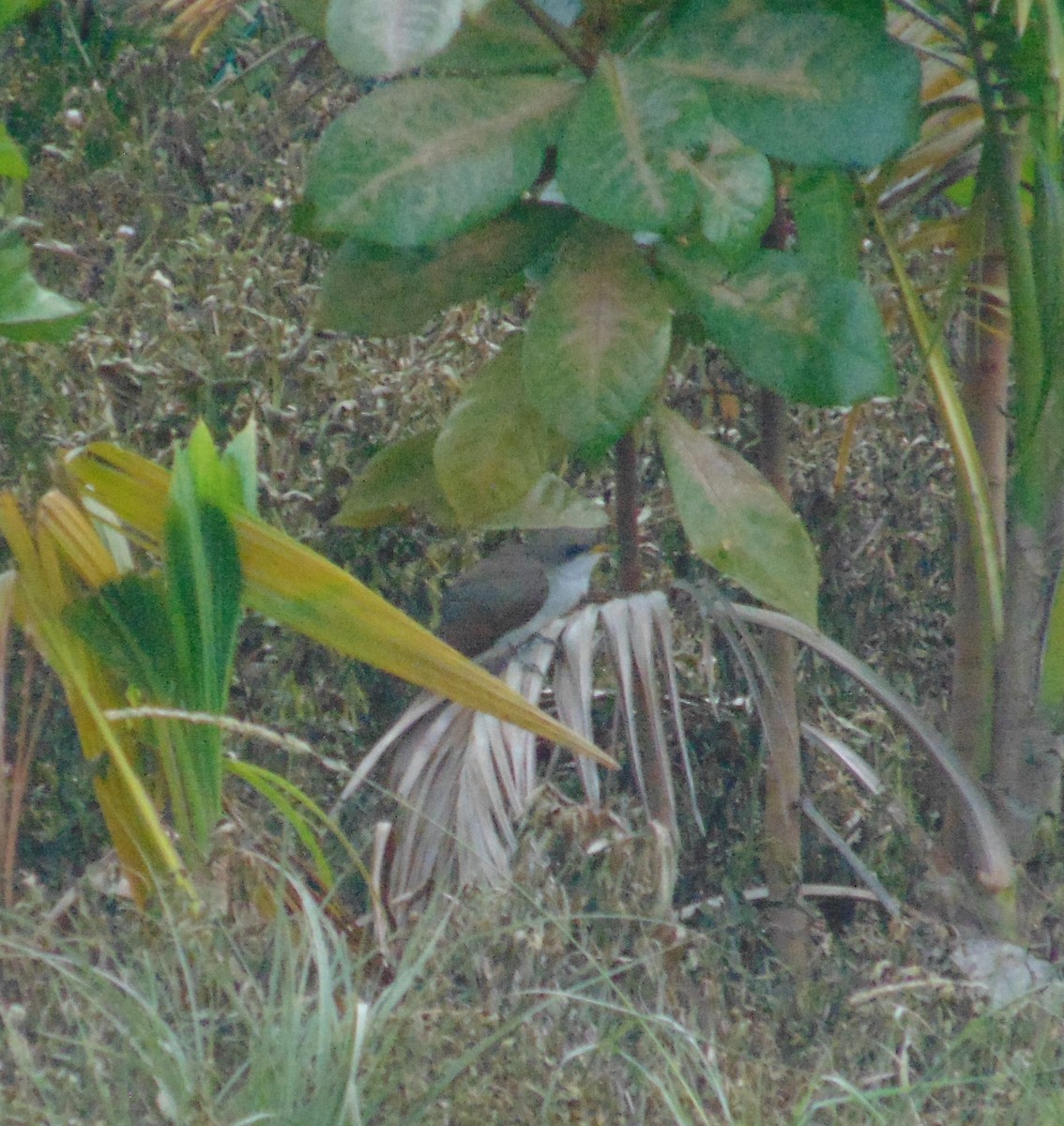 Yellow-billed Cuckoo - ML584794421