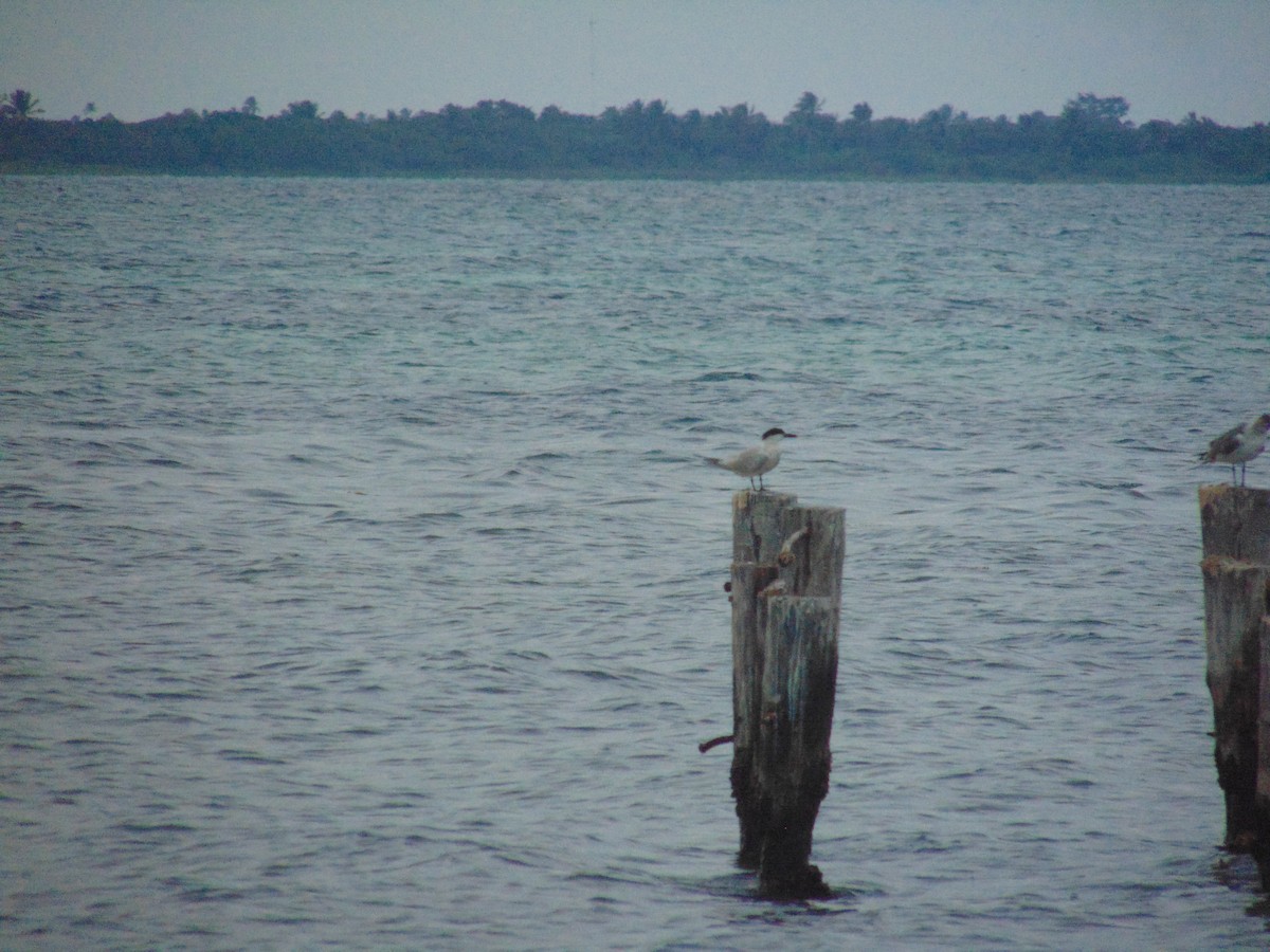 鷗嘴燕鷗 - ML584794771