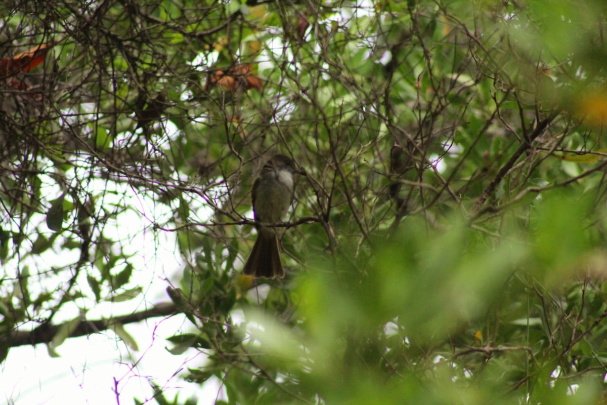 Myiarchus sp. - ML584795981