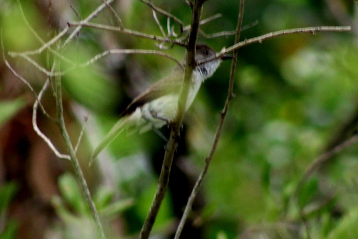 Myiarchus sp. - ML584795991