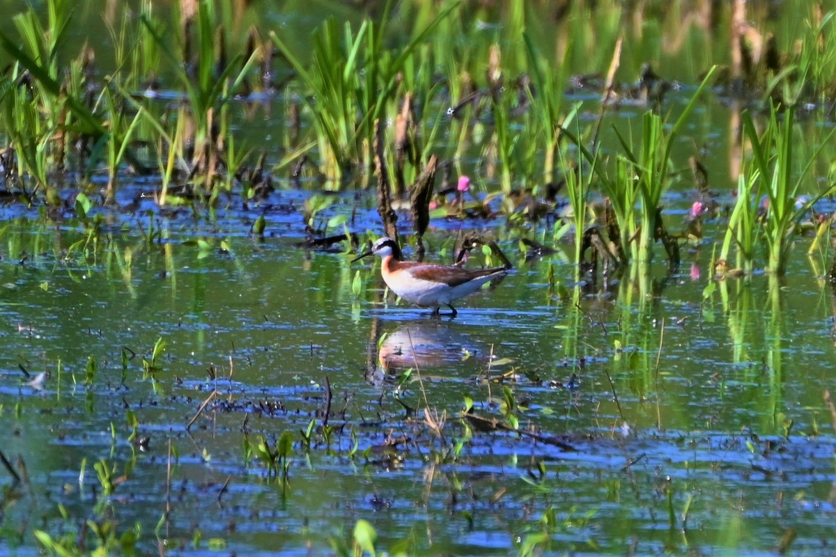 Wilson's Phalarope - ML584796471