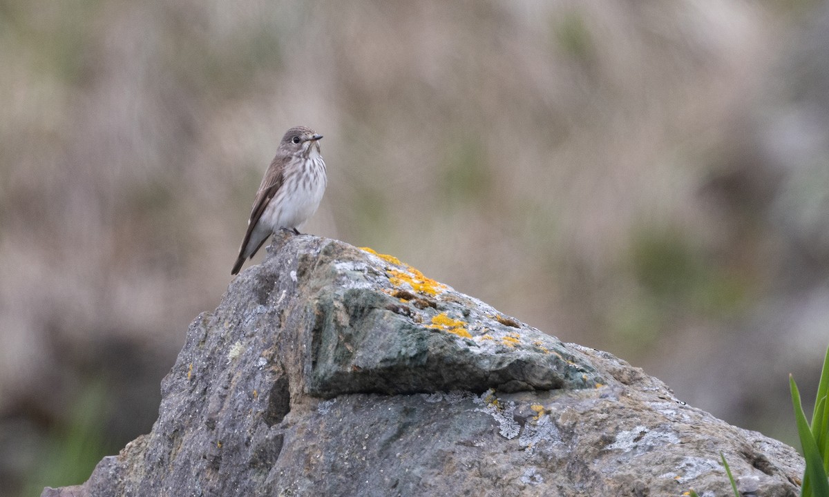 Gray-streaked Flycatcher - ML584796491