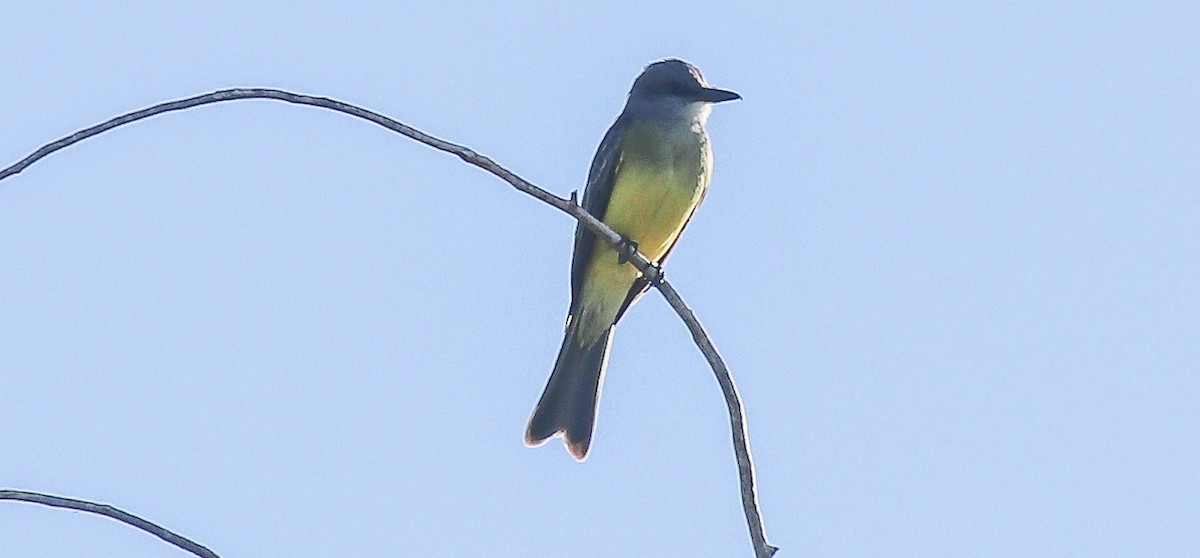 Tropical Kingbird - robert bowker