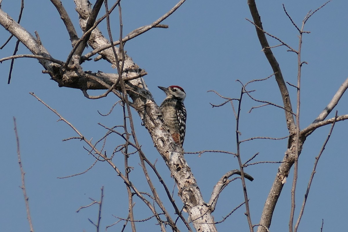 Freckle-breasted Woodpecker - ML584797481