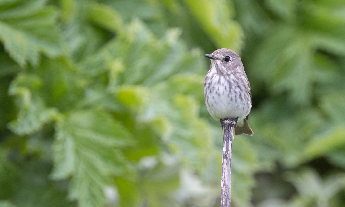 Gray-streaked Flycatcher - Zak Pohlen