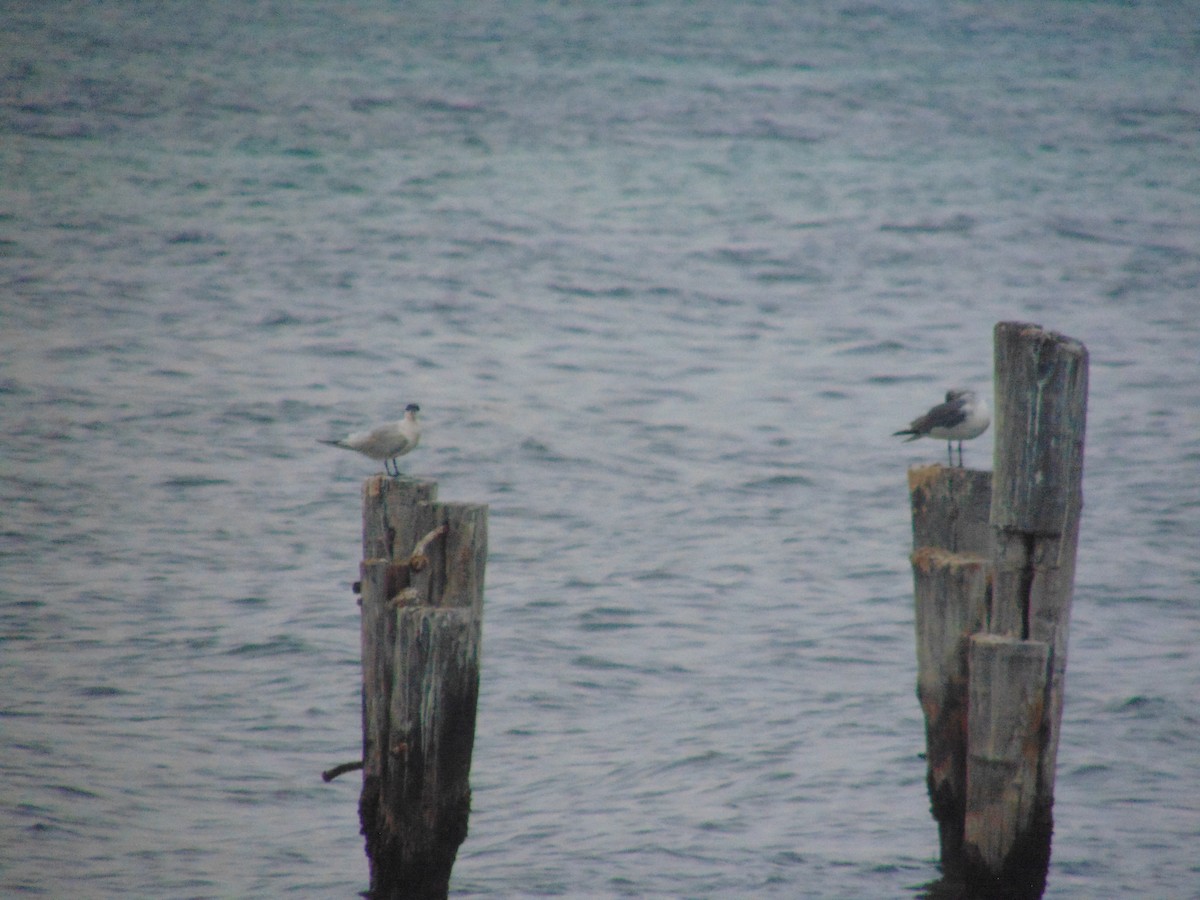 笑鷗 - ML584797951