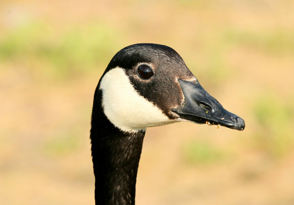 Canada Goose - Sawyer Dawson