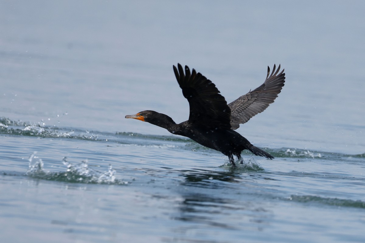 Double-crested Cormorant - Denis Tétreault