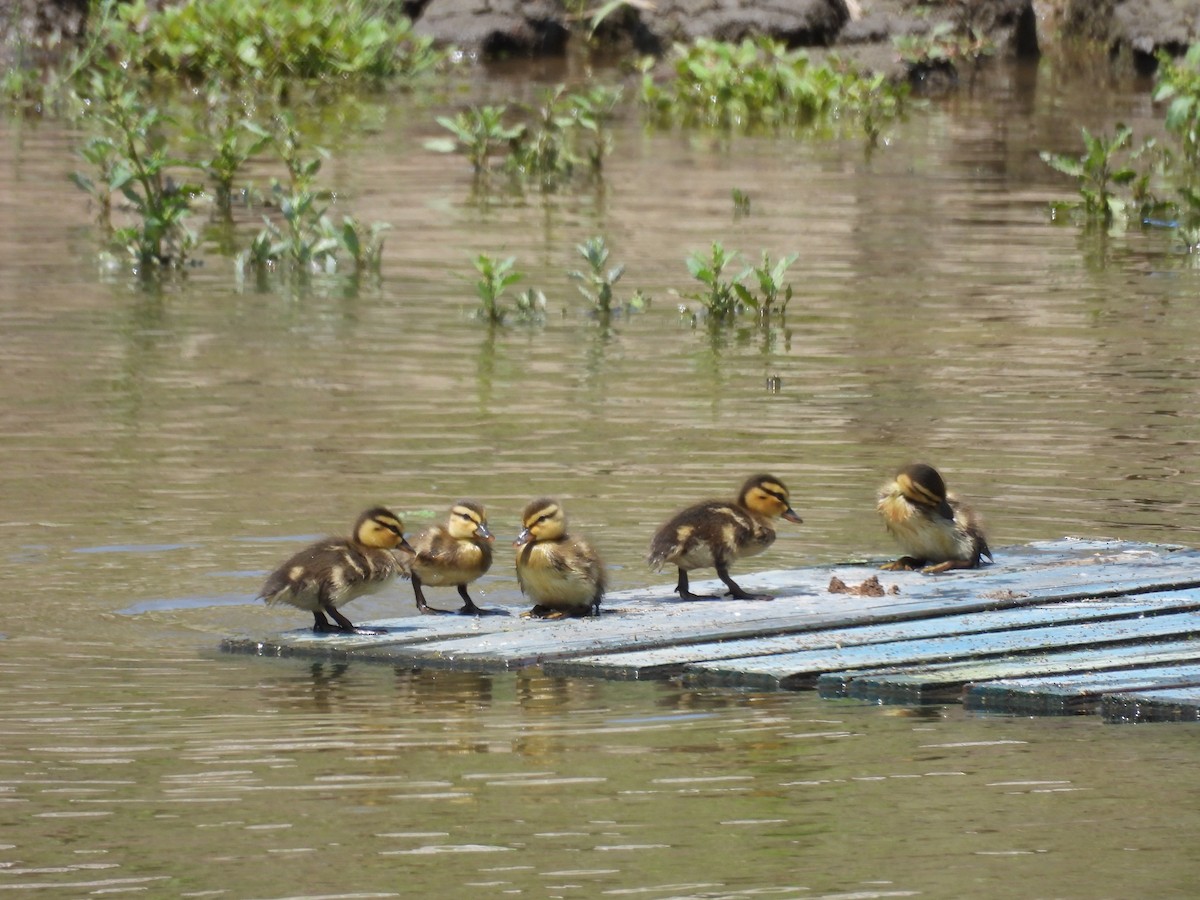 Canard colvert - ML584798861