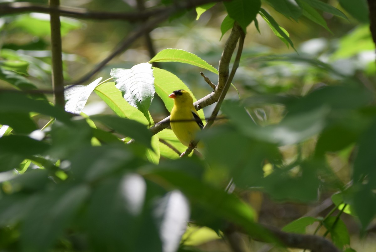 American Goldfinch - Henri Ouellet