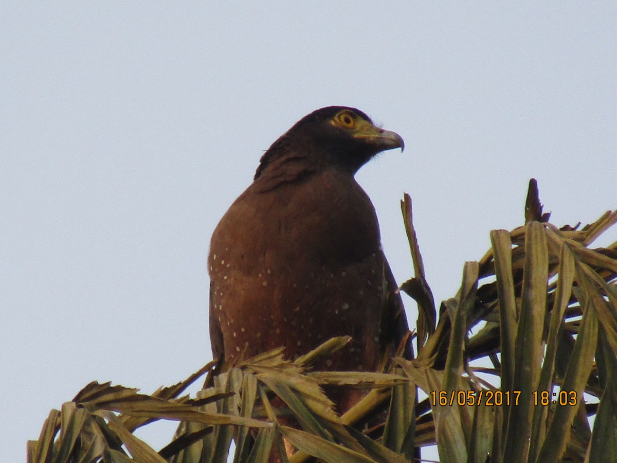 Crested Serpent-Eagle - ML58480021