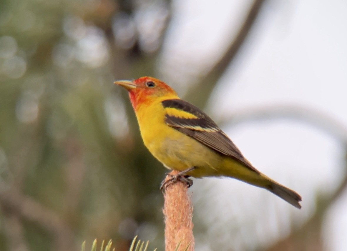 Western Tanager - ML584801021