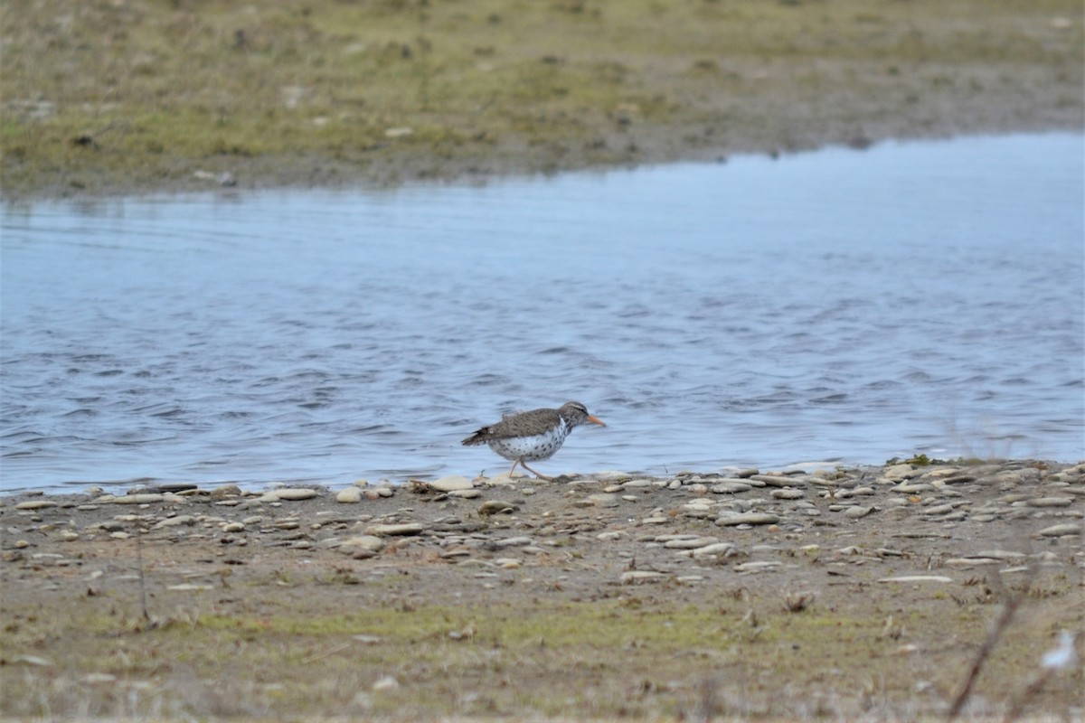 Spotted Sandpiper - ML584802081