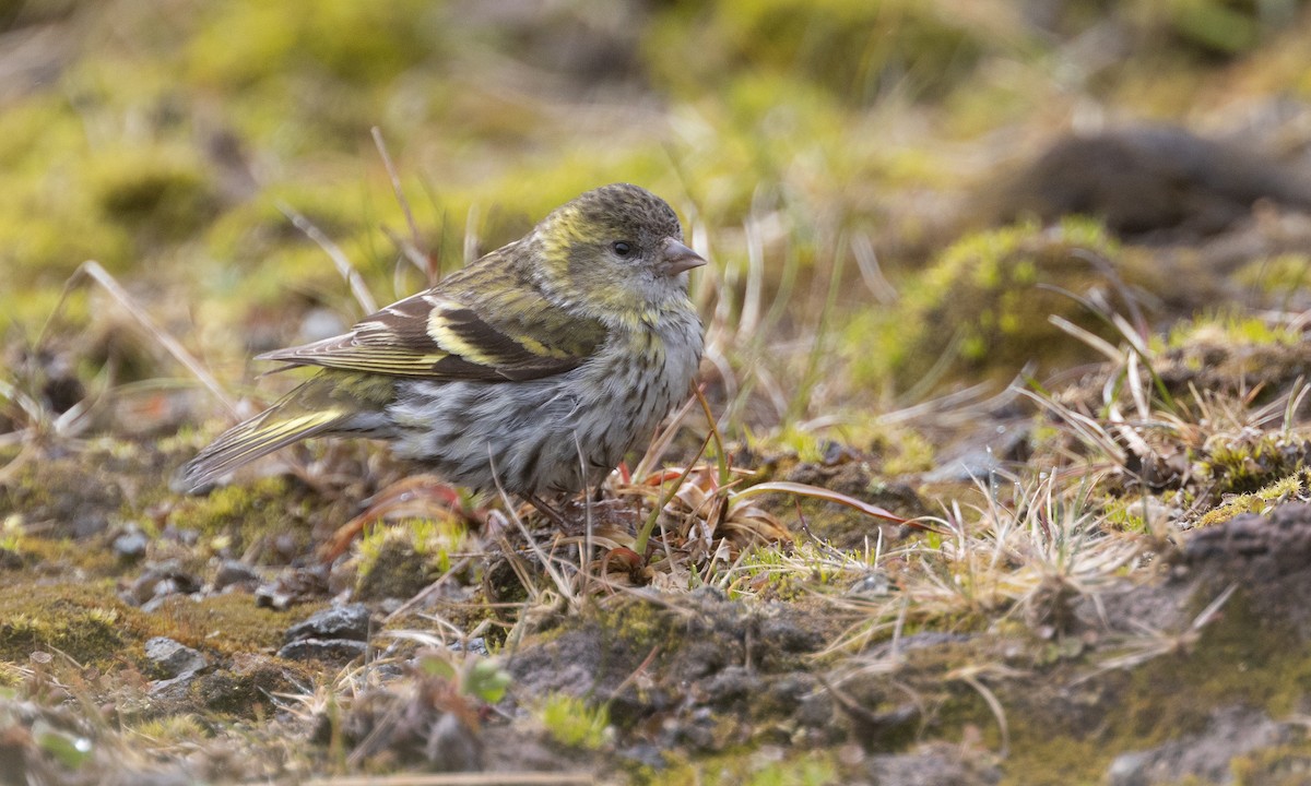 Eurasian Siskin - ML584802801