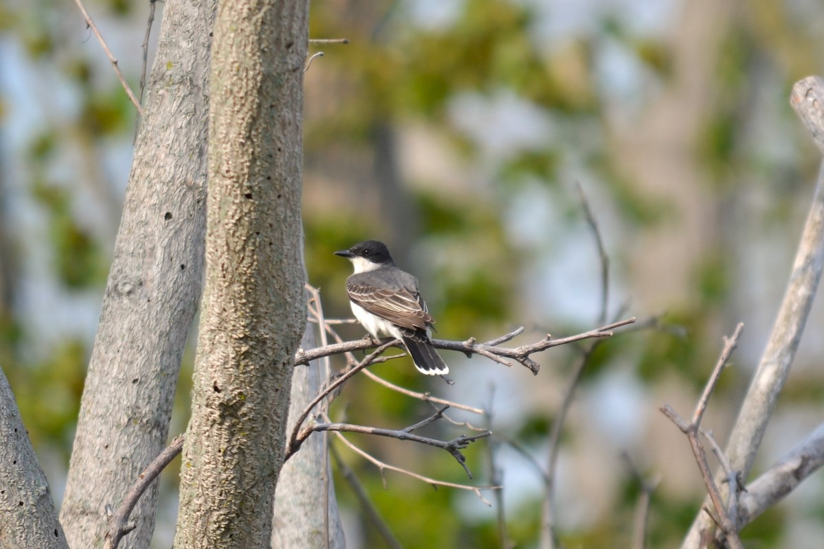 Eastern Kingbird - ML584803731